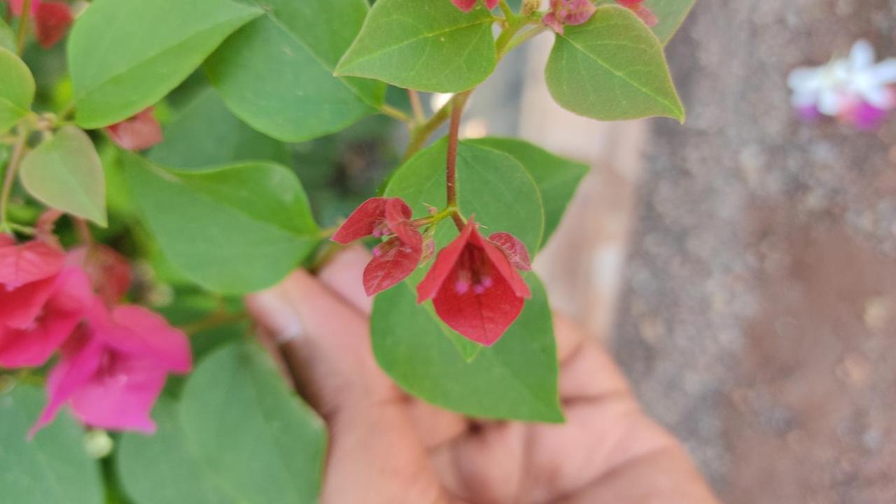 Kanthi Resorts Badami Bāgalkot Kültér fotó